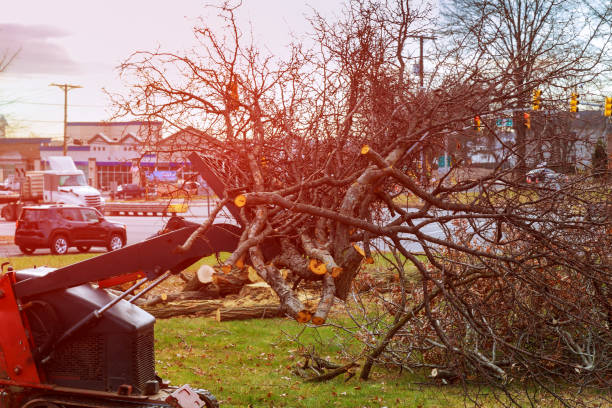 Reliable Kiel, WI Tree Care Solutions