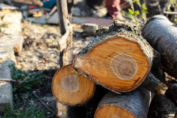 Best Tree Preservation Services  in Kiel, WI