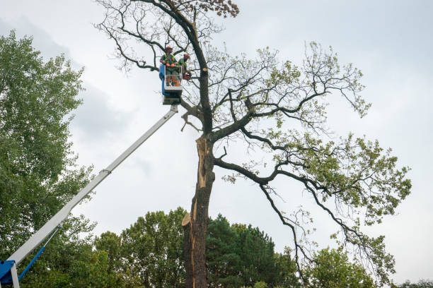 Best Tree Health Inspection  in Kiel, WI