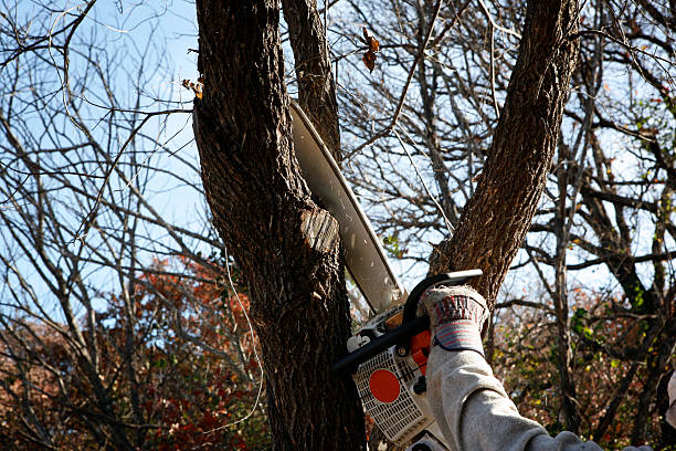 How Our Tree Care Process Works  in  Kiel, WI
