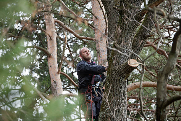 Best Tree Removal  in Kiel, WI
