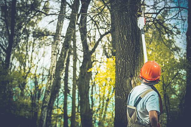 Best Tree Maintenance Programs  in Kiel, WI