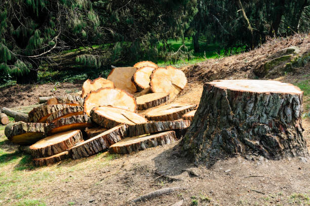 Mulching Services in Kiel, WI